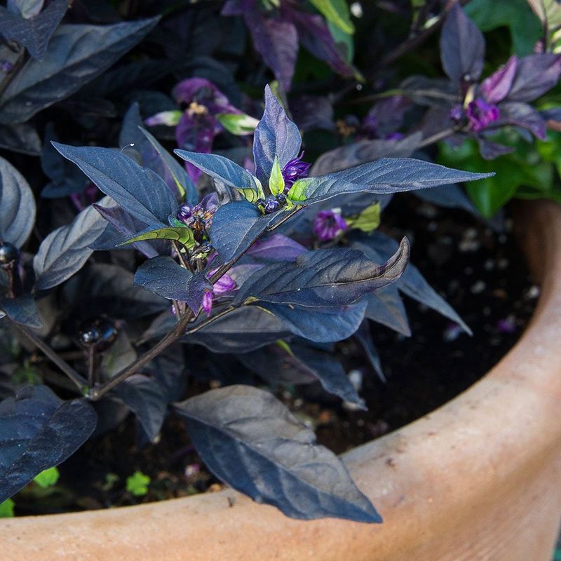 Purple Flash Ornamental Pepper Adds Rich Color And Contrast
