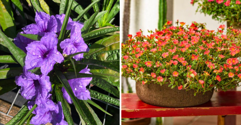 8 Best Compact Heat-Tolerant Plants For Small Texas Balconies