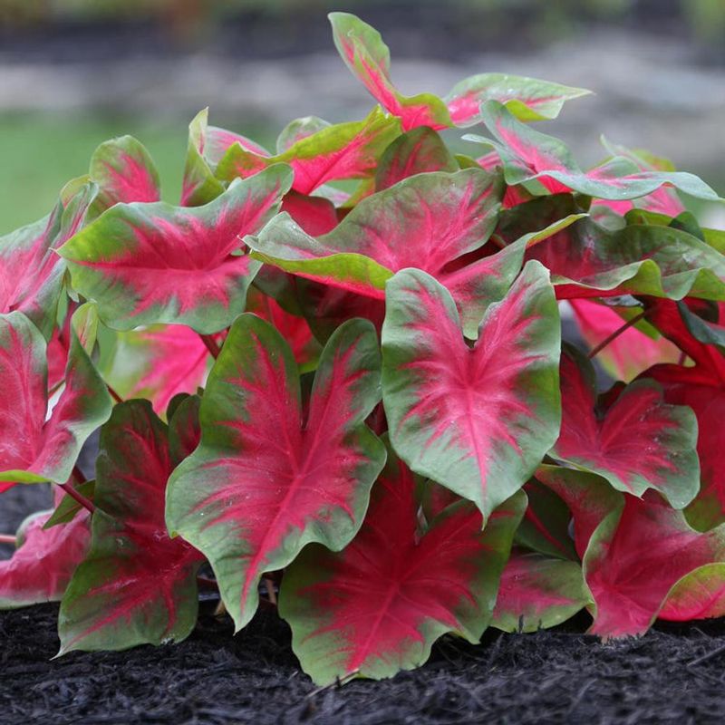 Choose Plants That Thrive In Florida Shade