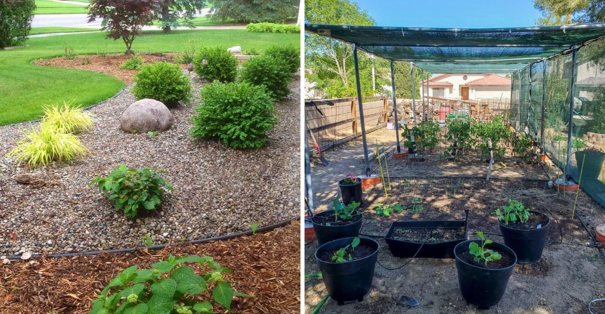 garden