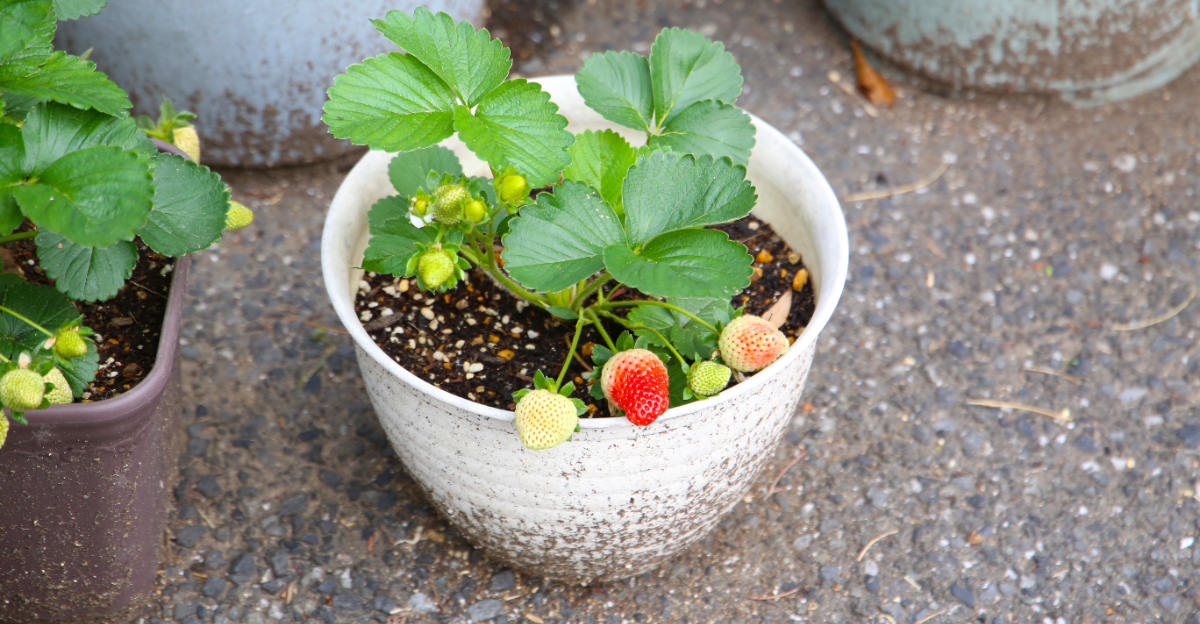 fruits (featured image)