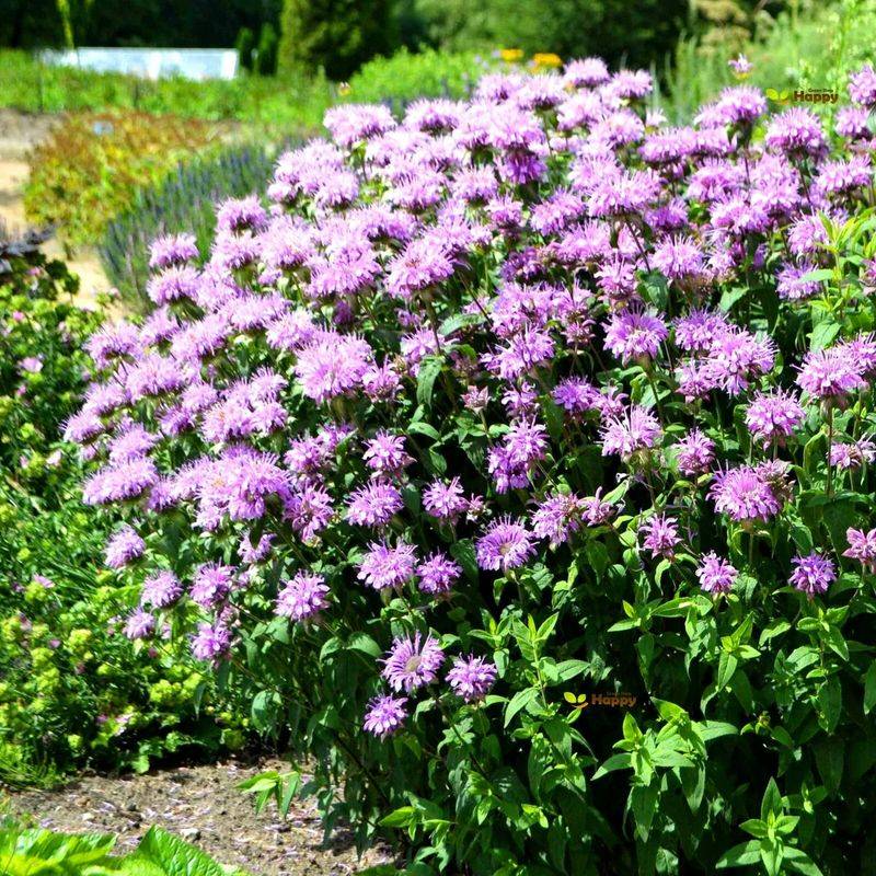 Grow Wild Bergamot For Lavender Color With Ohio Roots