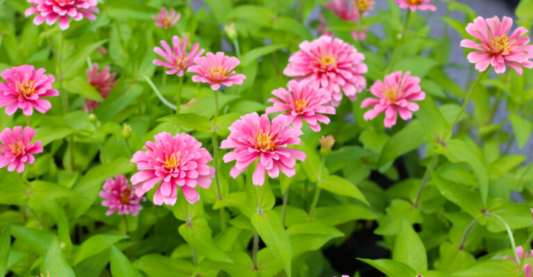 zinnia (featured image)