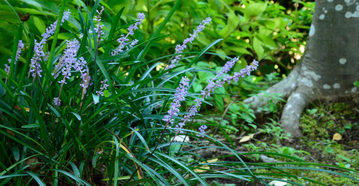 plant (featured image)