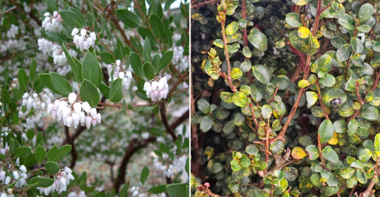 8 Boxwood Alternatives For California That Elevate Any Landscape