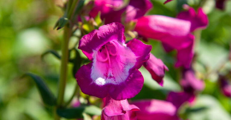 penstemon