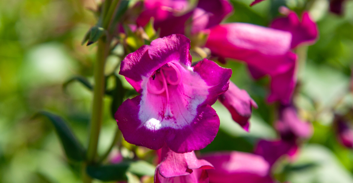 penstemon