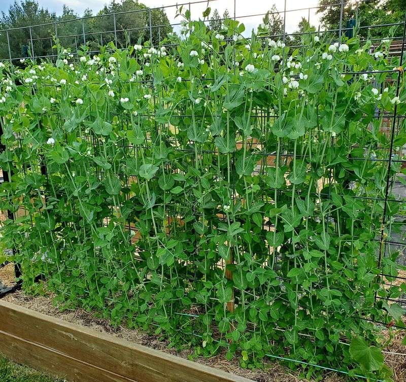 Sugar Snap Peas Climb Fast In Cool Spring Conditions