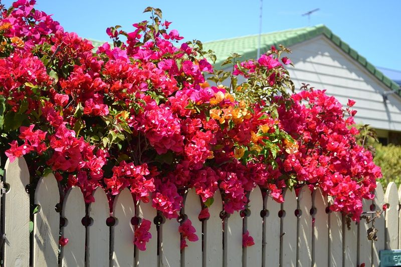 Bougainvillea Climbs Quickly And Thrives In Intense Sun And Heat