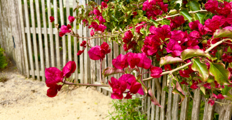 plant (featured image)