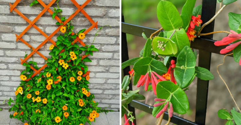 8 Climbing Plants To Start In April In Texas For Fences And Trellises