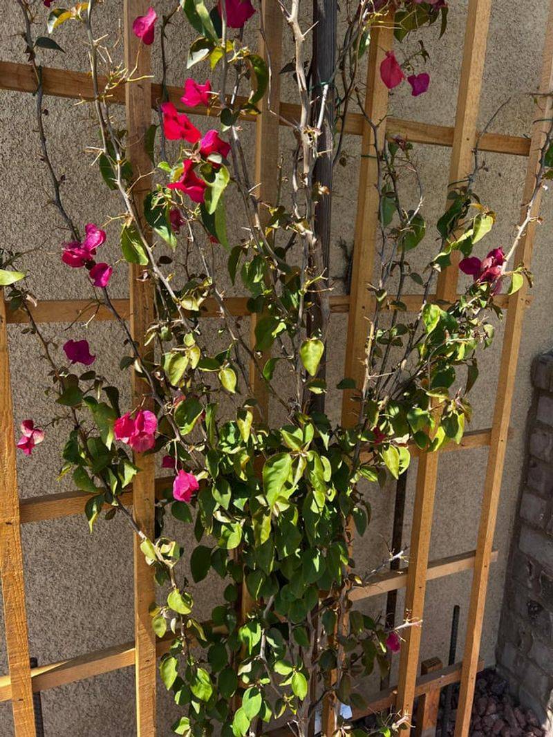 Overwatering Established Plants Can Reduce Flowering