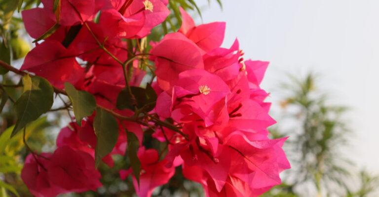 7 Common Mistakes California Gardeners Make With Bougainvillea
