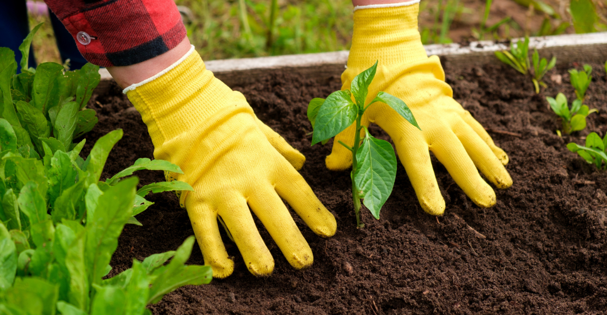 8 Common Mistakes Georgia Gardeners Make When Growing Peppers In Spring