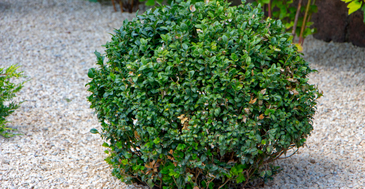 shrub (featured image)