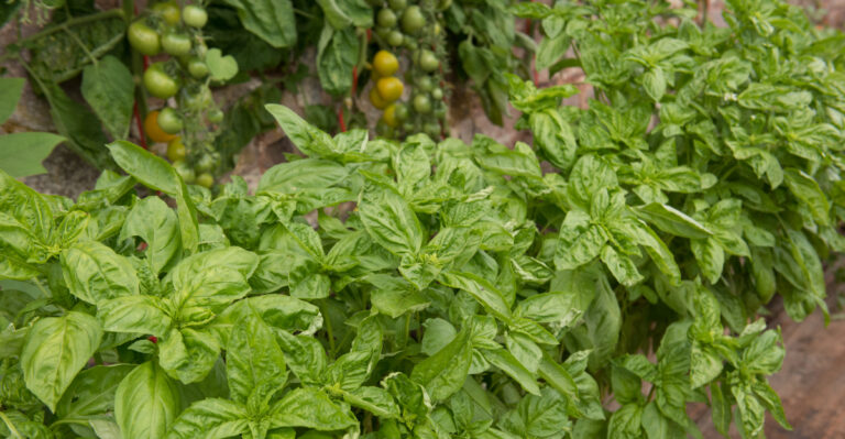 basil (featured image)