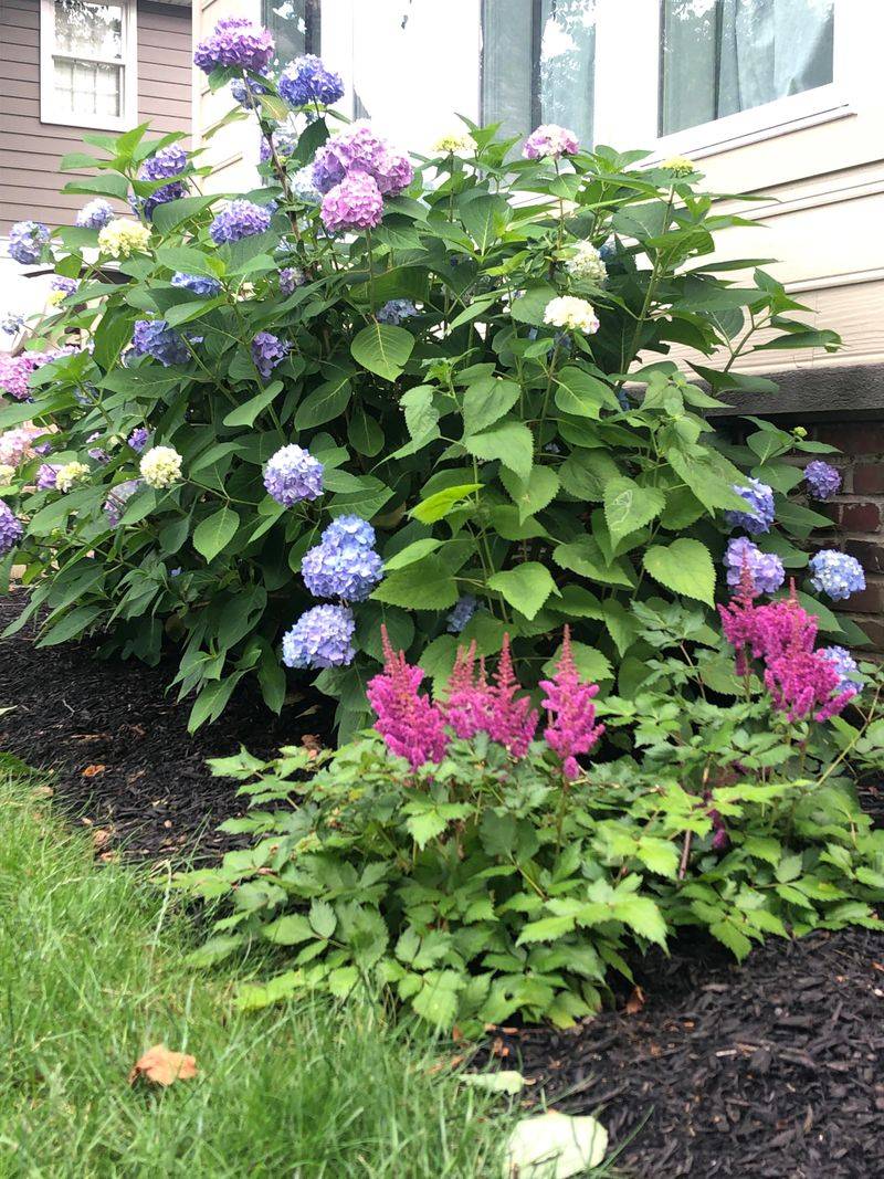 Astilbe Adds Soft Plumes And Summer Spark
