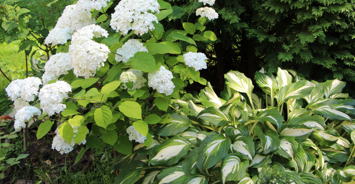 hydrangea and hosta