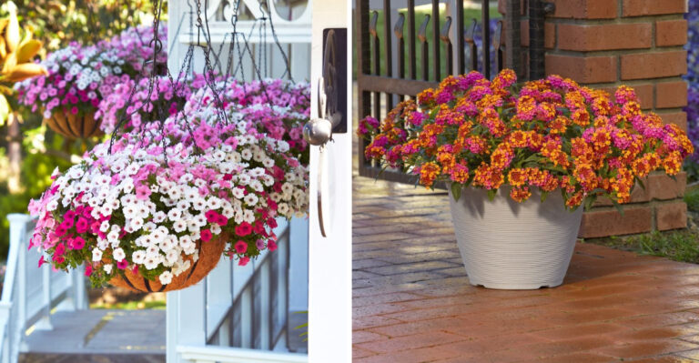 petunias and lantanas in container