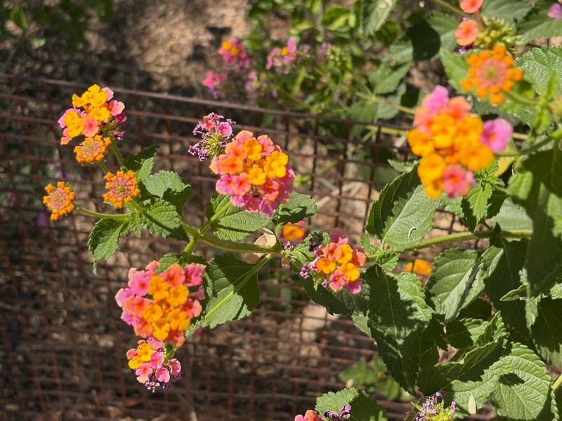 Lantana Keeps Blooming Even During Intense Heat