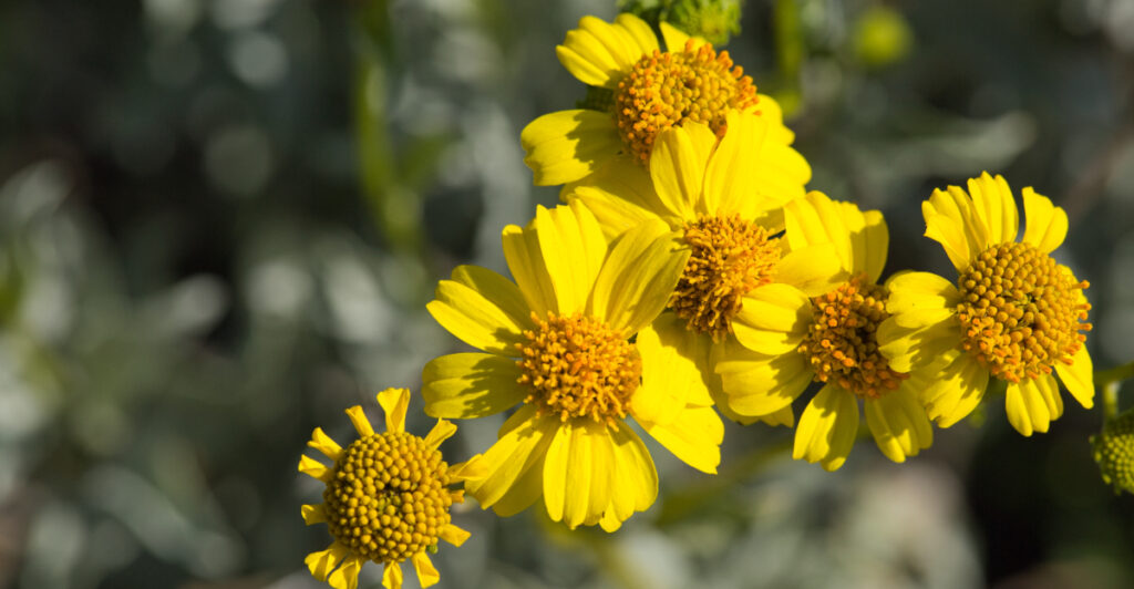 8 Desert Plants To Plant In April In Arizona That Won't Struggle In ...