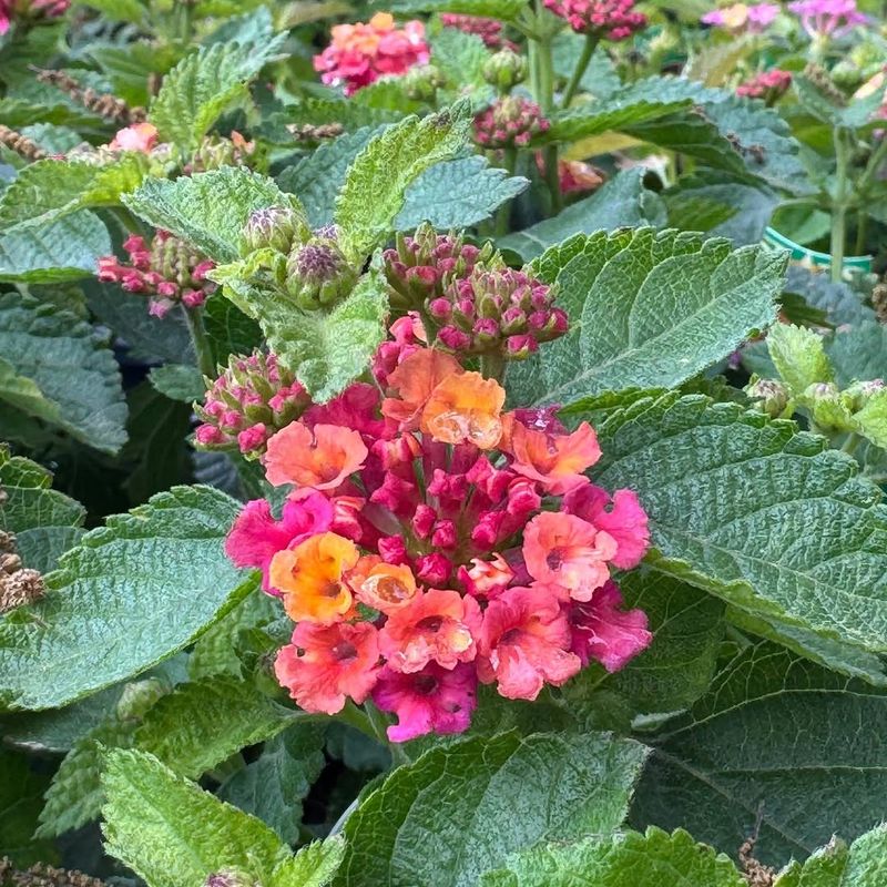 Lantana Handles Heat And Dry Soil Without Slowing Down