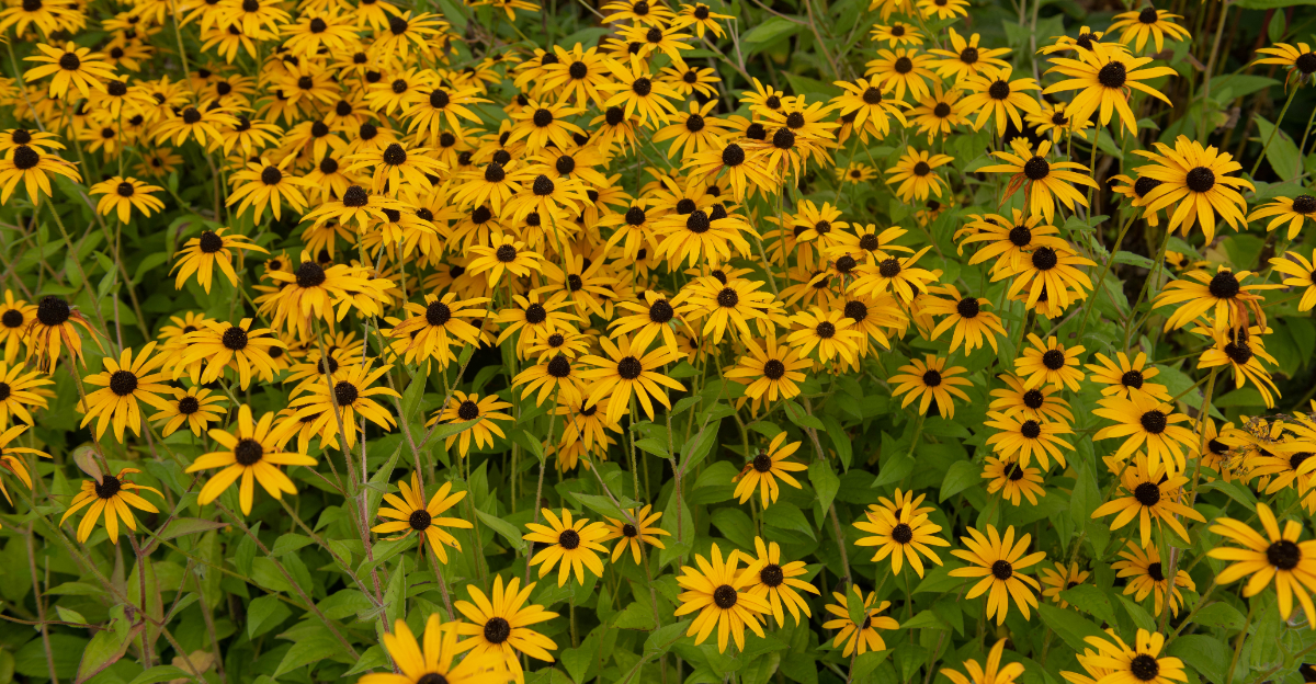 black eyed susan (featured image)