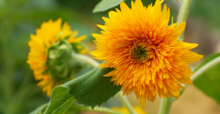 8 Dwarf Sunflower Varieties Perfect For Compact Pennsylvania Gardens