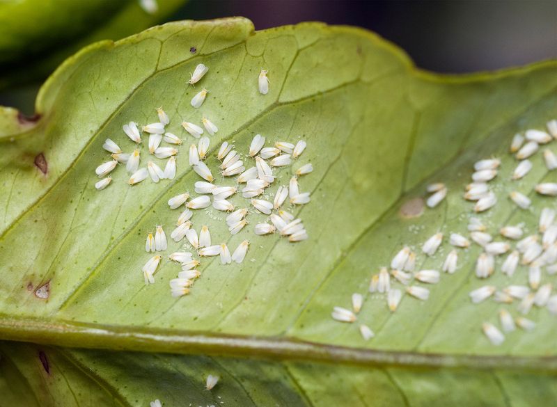 Leaves Turning Yellow Or Pale Could Mean Tiny Feeders Are Present