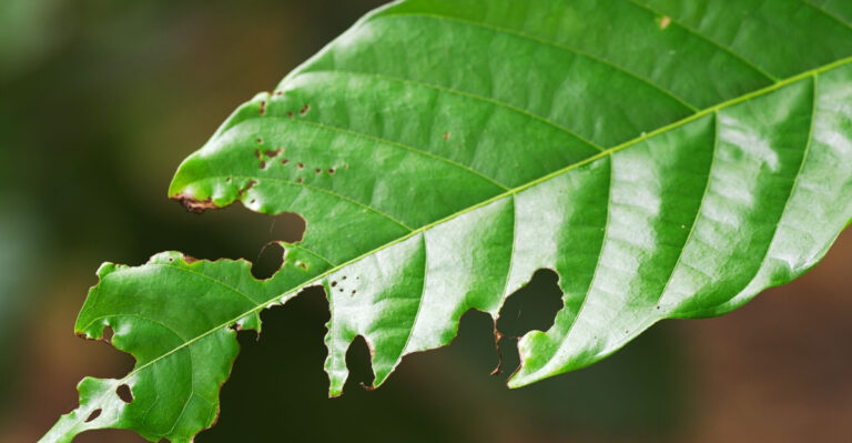 8 Early Pest Signs Arizona Gardeners Should Watch For In April