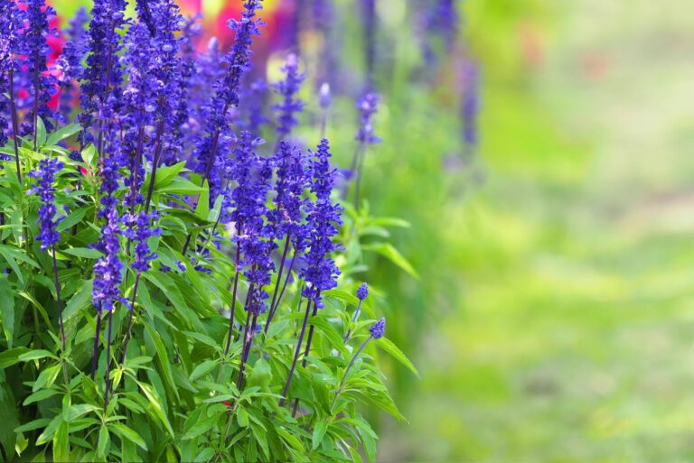 mealy blue sage