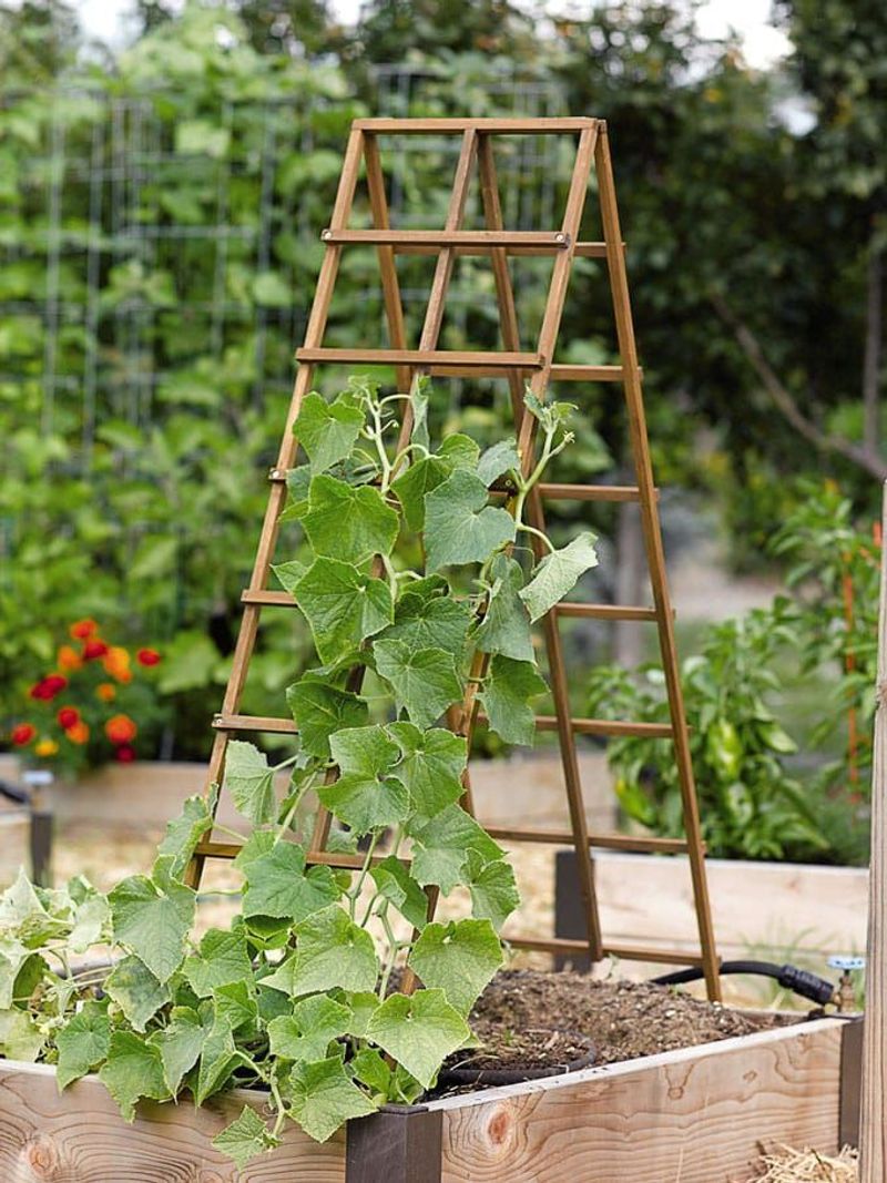 A-Frame Wooden Trellis Supports Strong Vertical Growth