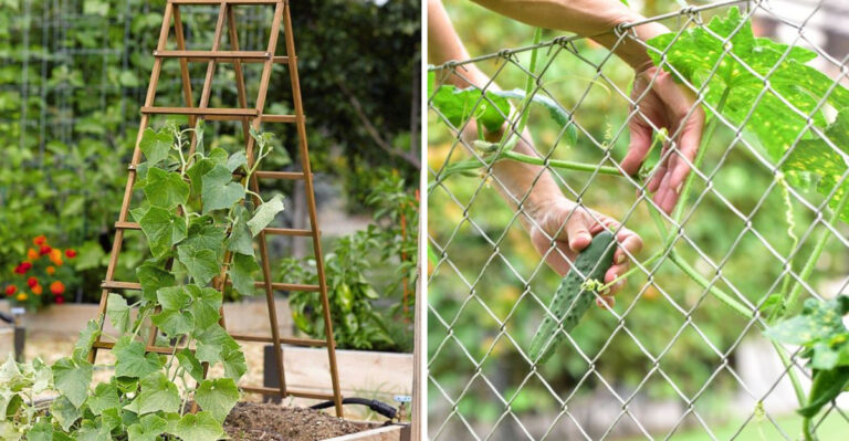 8 Easy DIY Cucumber Trellis Ideas For Georgia Gardeners To Save Space And Boost Harvests