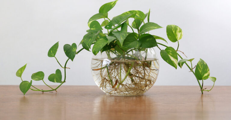 plant (featured image)