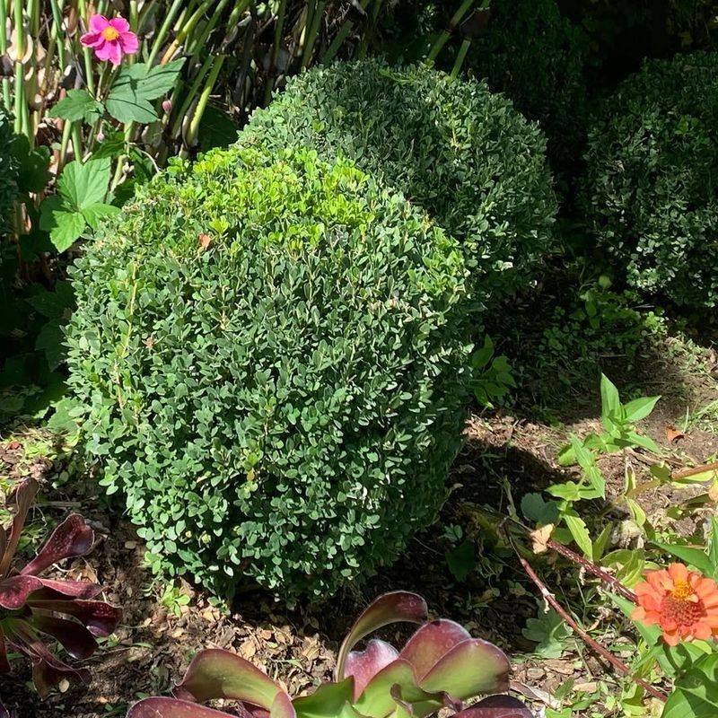 Boxwood Establishes Well Before Heat Sets In