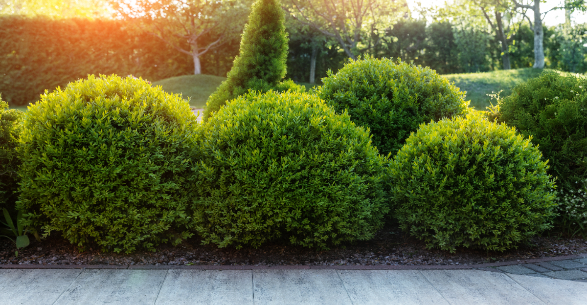shrubs (featured image)