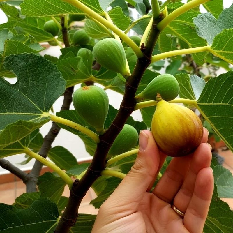 Figs Grow Reliably In Extreme Heat