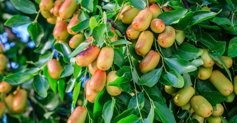 fruit tree (featured image)