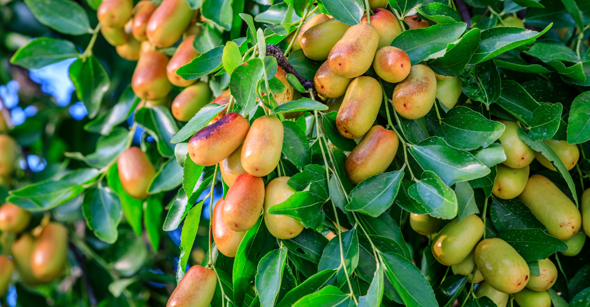 fruit tree (featured image)