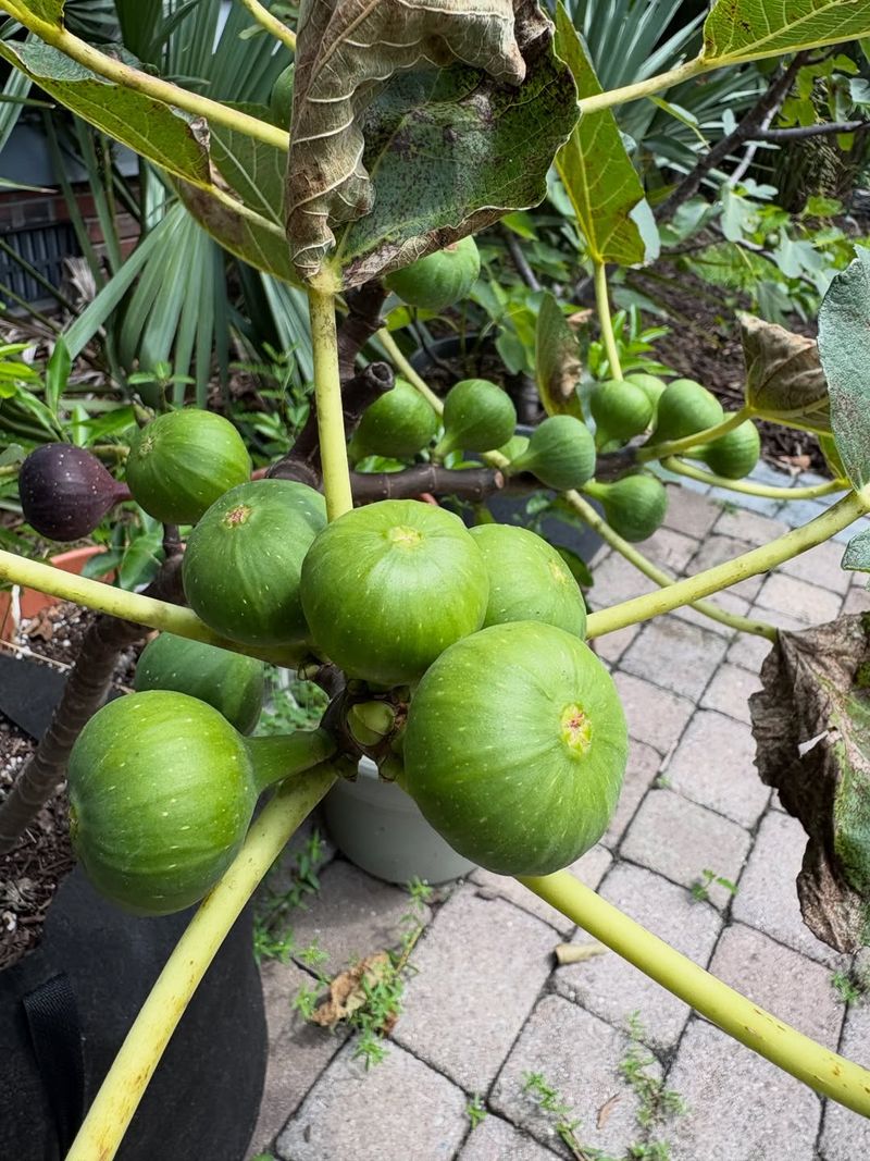Figs Grow Reliably And Produce With Little Effort