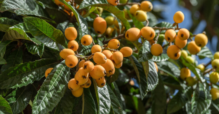 fruit tree (featured image)