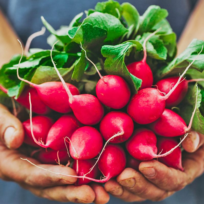 Radishes Are Ready Before You Know It