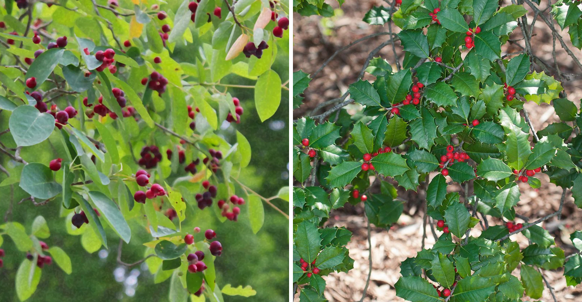 serviceberry and american holly