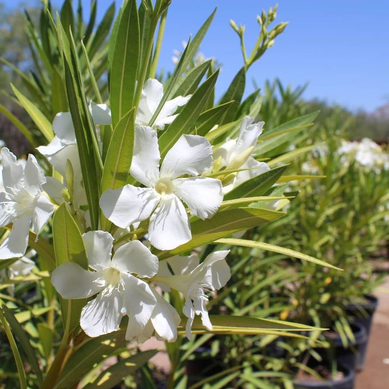 Oleander Forms A Thick Privacy Wall Faster Than Most Shrubs