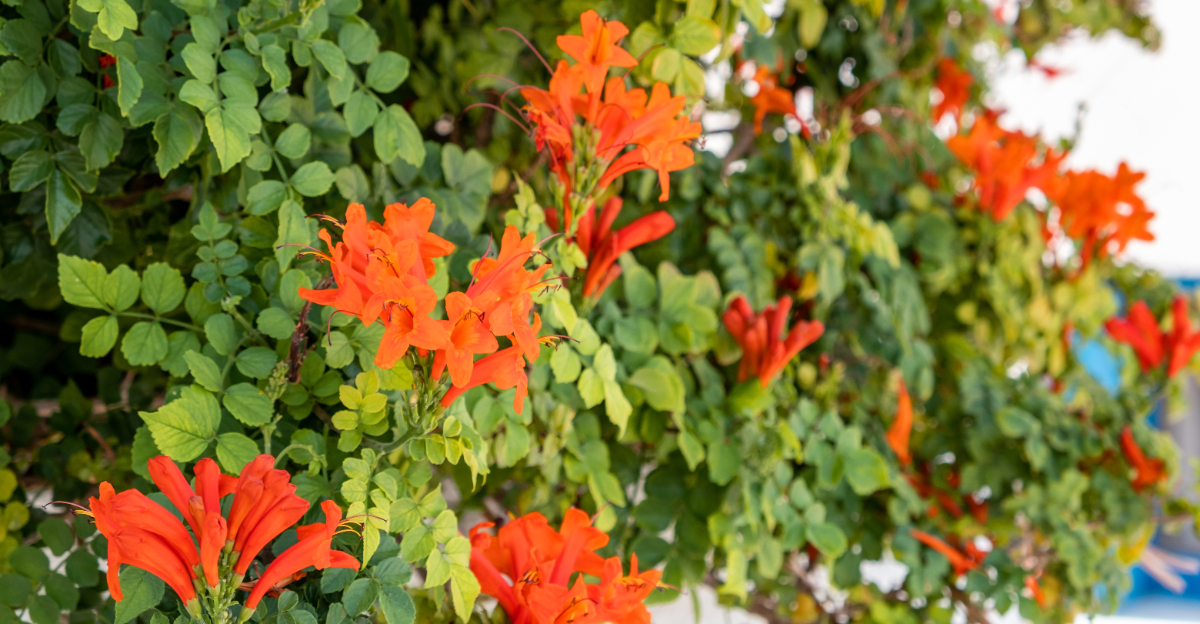 plant (featured image)