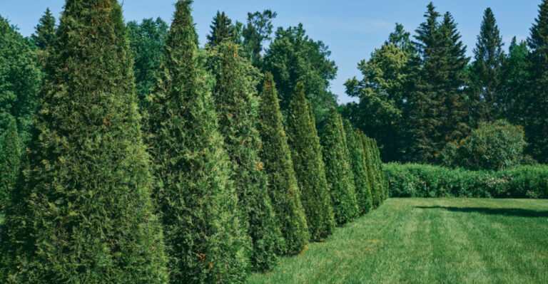 8 Fast-Growing Trees For Privacy In Florida Yards
