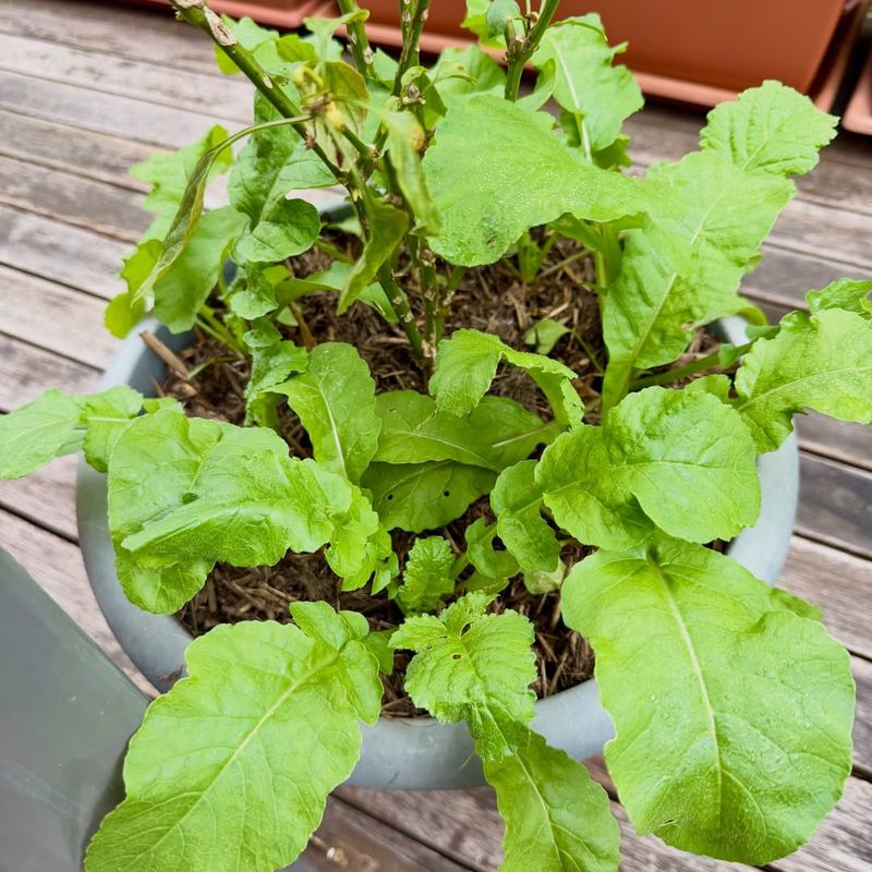 Radishes Grow Quickly And Are Ready To Harvest In Weeks