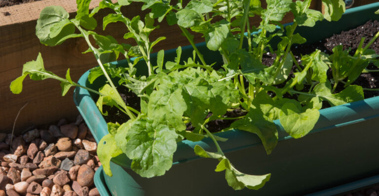 vegetables (featured image)