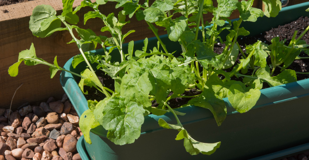 vegetables (featured image)