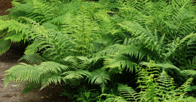 fern (featured image)